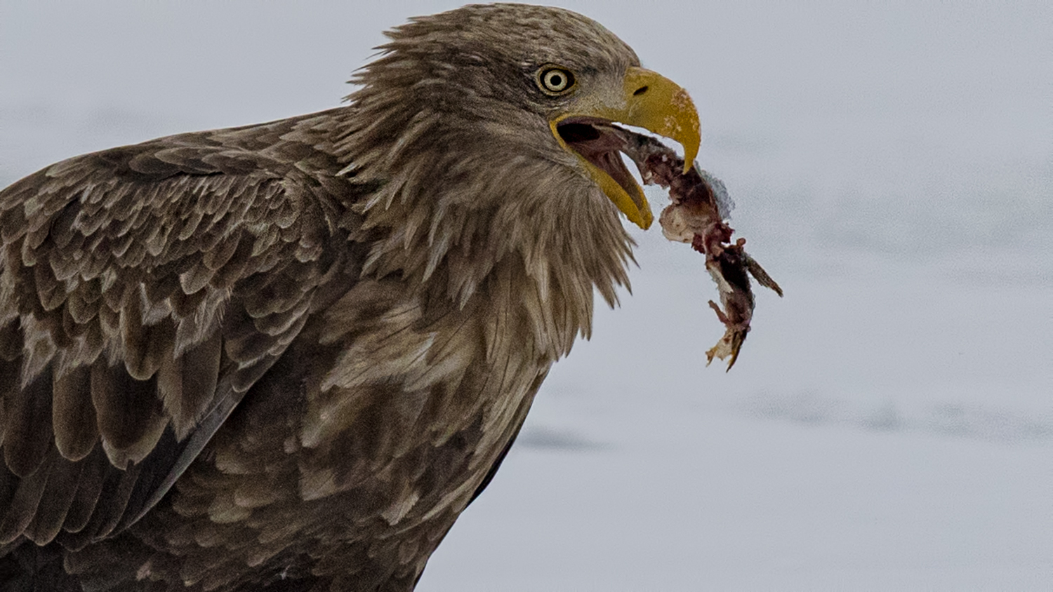 White-tailed Eagle